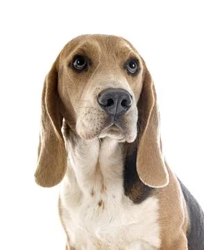 Young beagle in studio Stock Photos