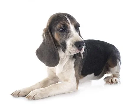 Young beagle in studio Stock Photos