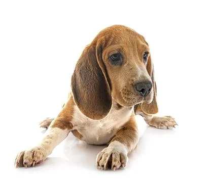 Young beagle in studio Stock Photos