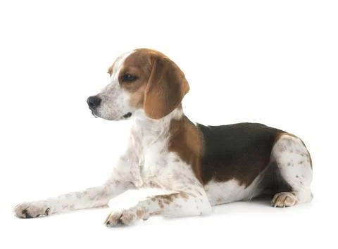 Young beagle in studio Stock Photos