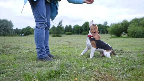 Young beagle training at evening park, woman command to sit and offer snack Video stock 79053132