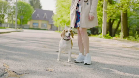 A young beagle walks down the street next to the feet of its owner. Stock Footage 237488006