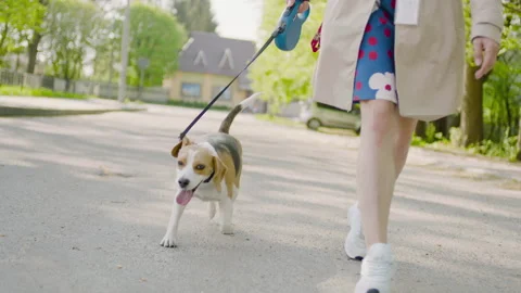 A young beagle walks down the street next to the feet of its owner. Stock Footage 237488028
