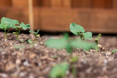 Young Bean Plant Stock Photos