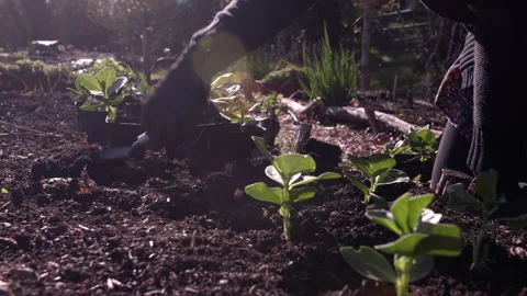 Young Bean Plants Being Planted Stock Footage 196942543