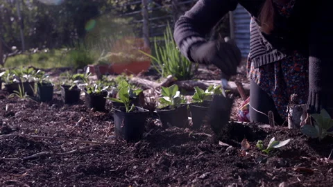 Young Bean Plants Being Planted Stock Footage 196980801