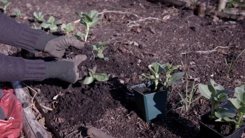 Young Bean Plants Being Planted Stock Footage 197515046