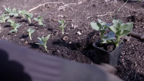 Young Bean Plants Being Planted Stock Footage 197524412