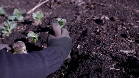 Young Bean Plants Being Planted Stock Footage 197535970