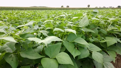 Young bean plants with flowers Stock Footage 204715845
