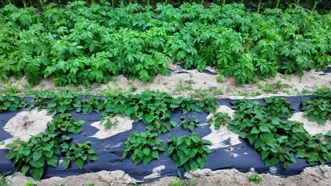 Young bean plants growing in mulched rows during active growing season. Healthy Video stock 341477430