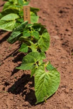 Young bean plants Stock Photos