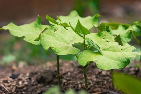 Young Bean Plants Stock Photos