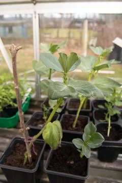 Young bean plants in pots inside a greenhouse Stock Photos