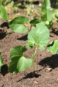 Young bean plants in the seedbed Stock Photos