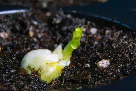Young bean sprout from bean on a background of palette and grass Stock Photos