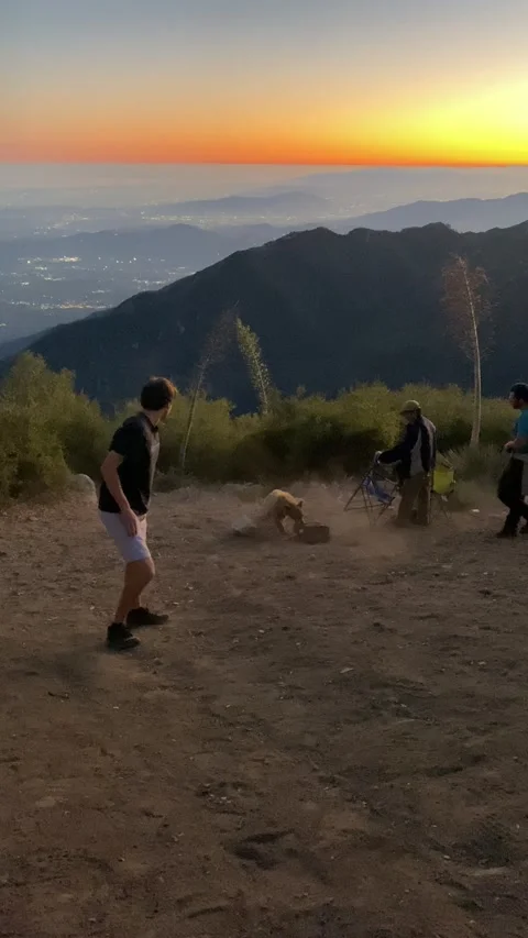 Young Bear Bites Man on Butt on Fourth of July, Los Angeles, California, USA - 0 Stock Footage 205384198