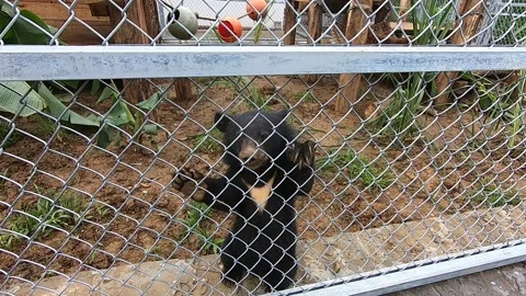 Young bear in a cage standing on hind legs Video stock 144002952
