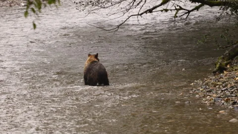 Young Bear chasing trying to catch salmon. Grizzly bear cub foraging in fall Stock Footage 270173599