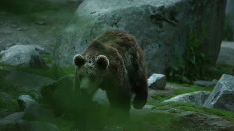 A young bear cub walking around Stock Footage 49684779