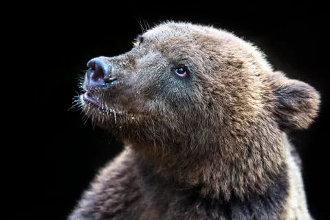 Young bear face 스톡 사진