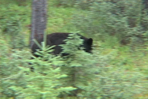 Young Bear Stock Footage 139096