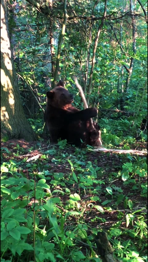 Young bear Video stock 144189016