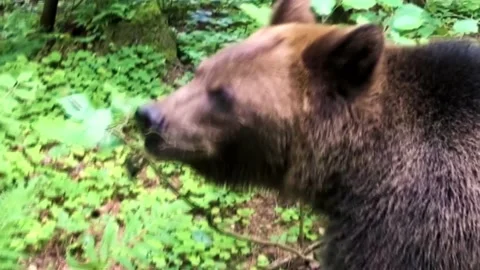 Young bear Video stock 144189084