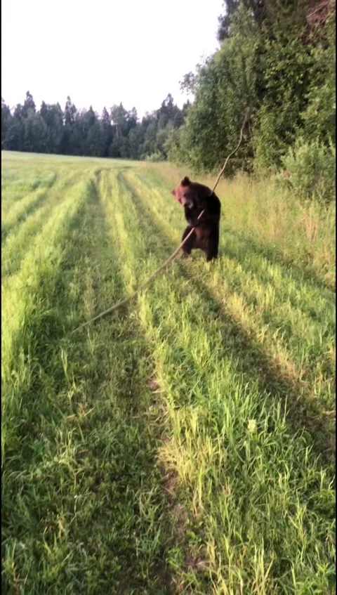 Young bear in the forest with a stick Video stock 144188691