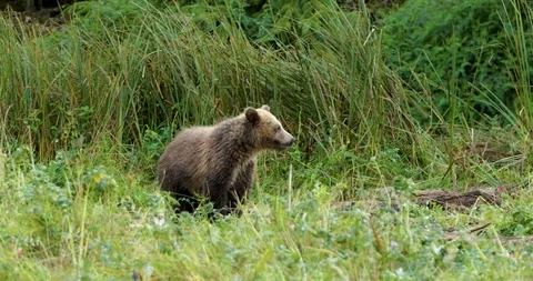 Young bear in the grassland Stock Footage 93602931