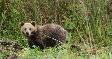 Young bear in the grassland Stock Footage 93603085