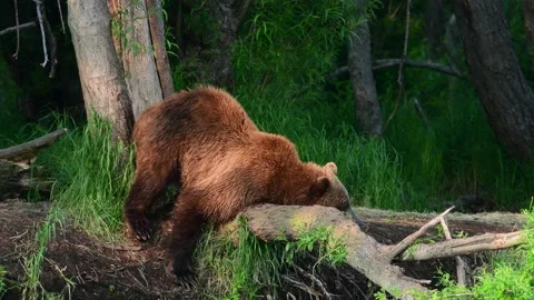 Young bear itches on a fallen tree on the river bank in a summer forest. Kamc Video stock 159043957