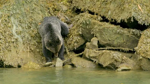 Young bear looking into the river for food Stock Footage 93603128