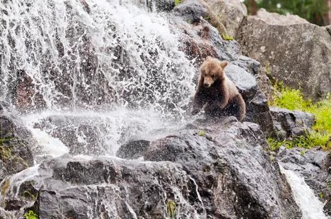 Young bear Foto stock