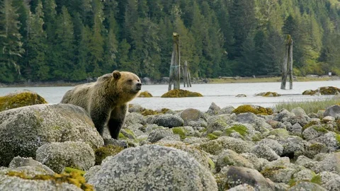 Young bear searching for food between the rocks at river coast Stock Footage 93603699