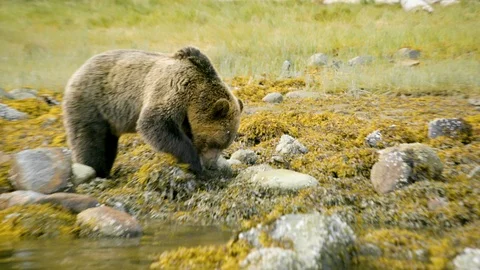 Young bear sniffing in the rocks besides the river coastline Stock Footage 93603394