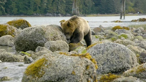 Young bear sniffing the rocks to find food at the river coast Stock Footage 93603787