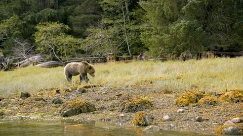 Young bear strolling on the grassland besides the river coast Stock Footage 93603488