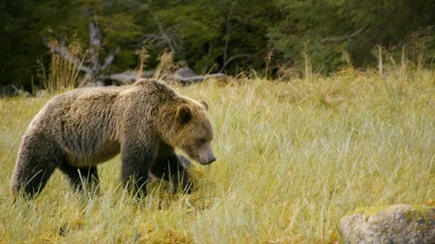 Young bear strolling on the grassland Stock Footage 93603542