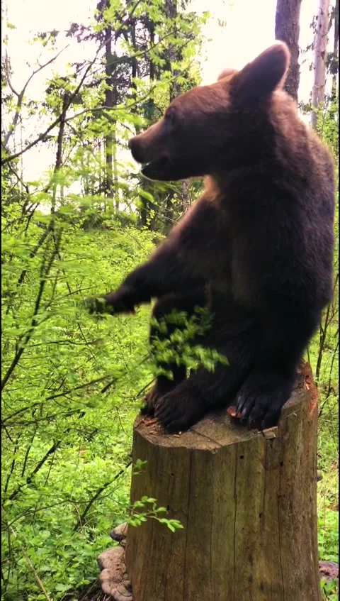 Young bear on a stump Video stock 144189941