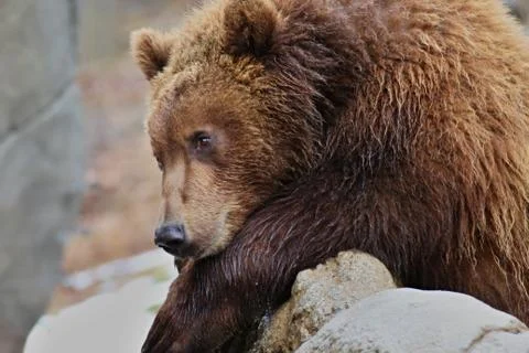 Young bear, (ursidae) Stock Photos