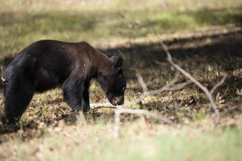 Young Bear Yearling Stock Photos