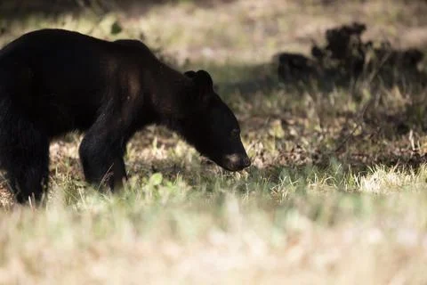 Young Bear Yearling Stock Photos