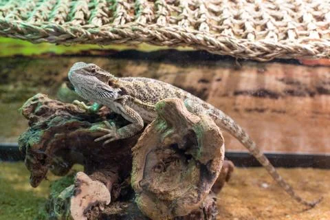 Young bearded dragon Stock Photos
