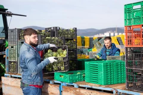 Young bearded farmer working on vegetable plantation, stacking plastic boxes Foto stock