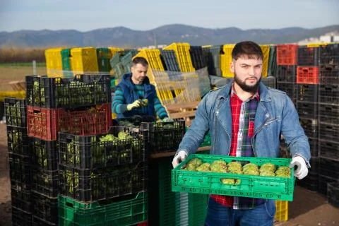 Young bearded farmer working on vegetable plantation, stacking plastic boxes Stockfoto's