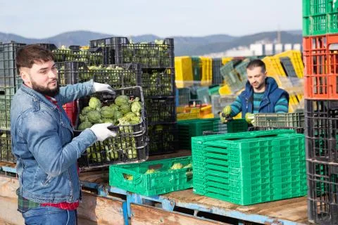 Young bearded farmer working on vegetable plantation, stacking plastic boxes 스톡 사진