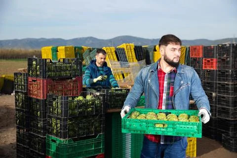 Young bearded farmer working on vegetable plantation, stacking plastic boxes Foto stock