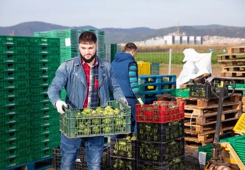 Young bearded farmer working on vegetable plantation, stacking plastic boxes 스톡 사진