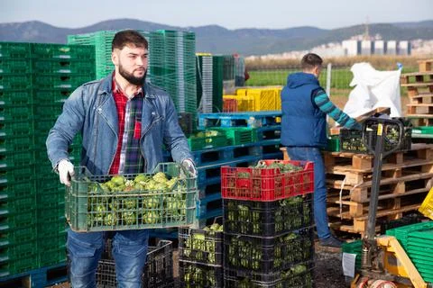 Young bearded farmer working on vegetable plantation, stacking plastic boxes 스톡 사진